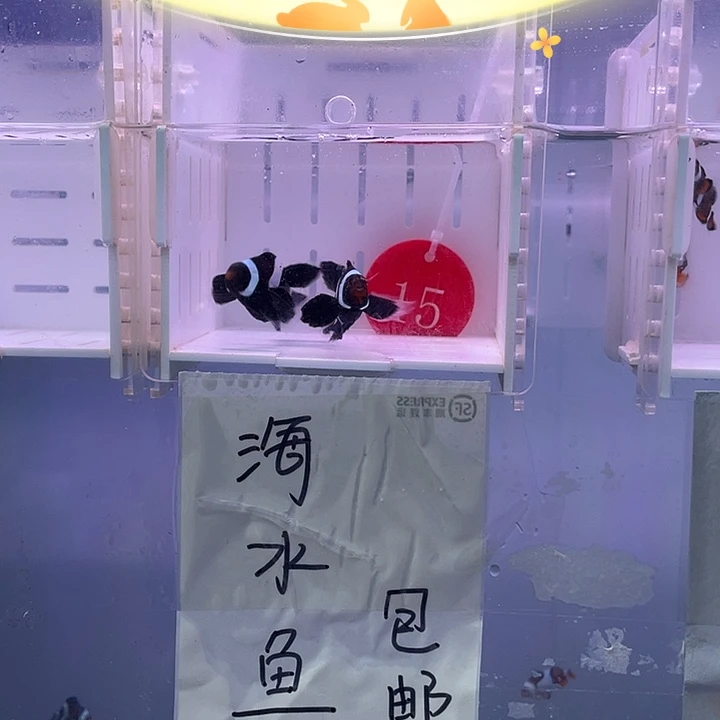 海水鱼精品奥黑礼服