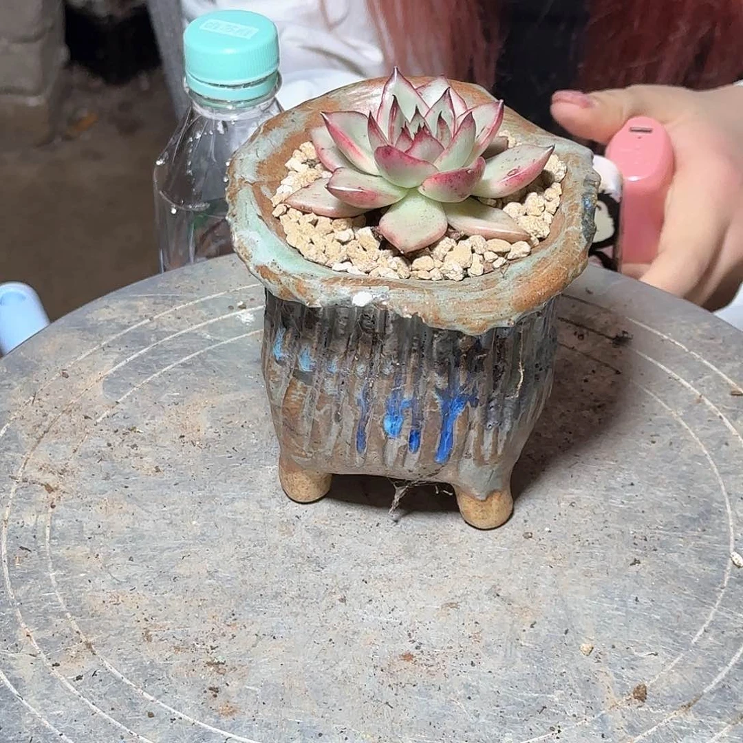 厚叶吉赛耳多肉植物