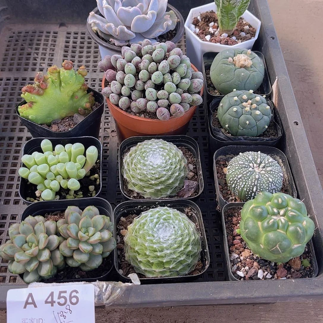 多肉456多肉植物，