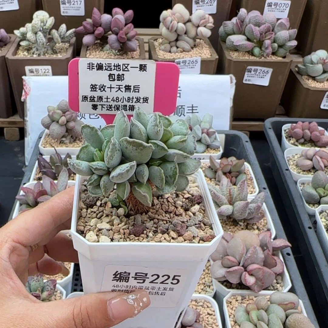 X*225毛库博多肉植物