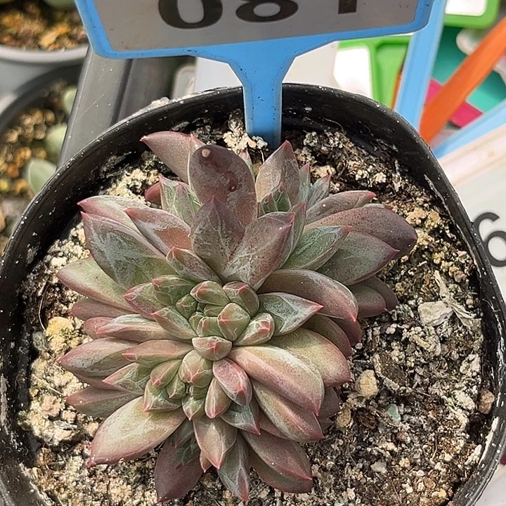 多肉植物彩体梵高081