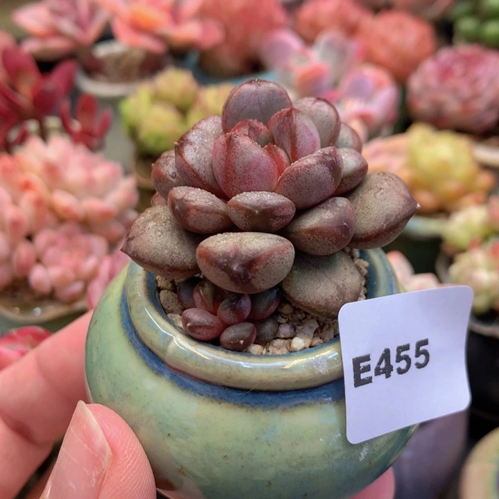 一物一拍含盆土满38包邮E455