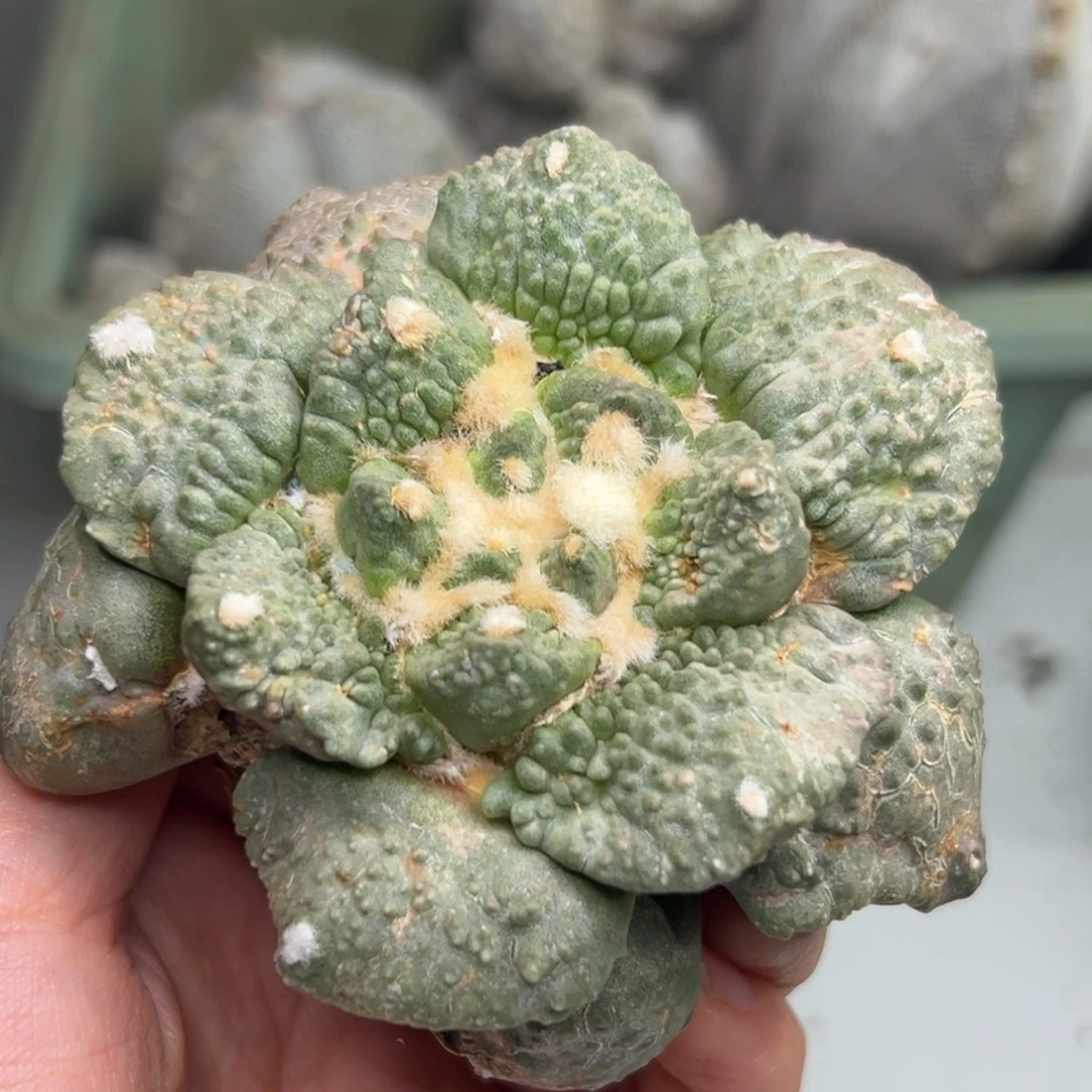 35¥ 仙人球的世界里有