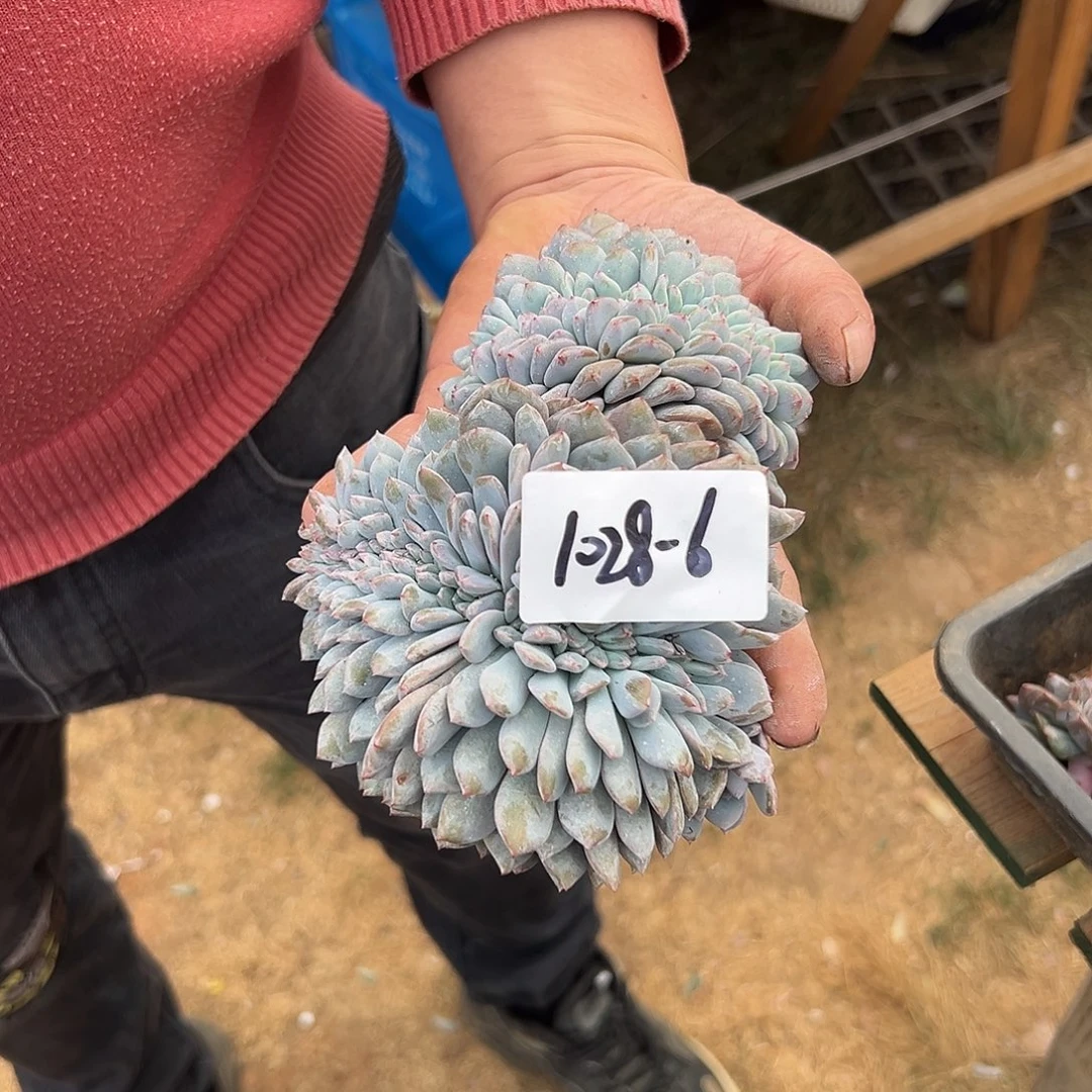 然***然1028-6橙子缀组合2颗多肉寄养