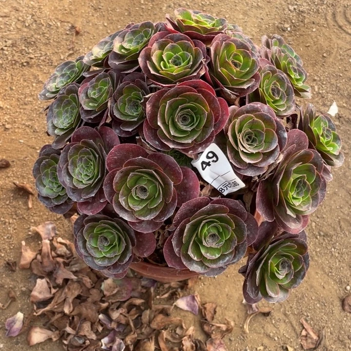 多肉魅金玫瑰法师749