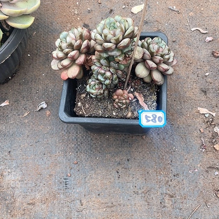 580葡萄 一物一拍多肉