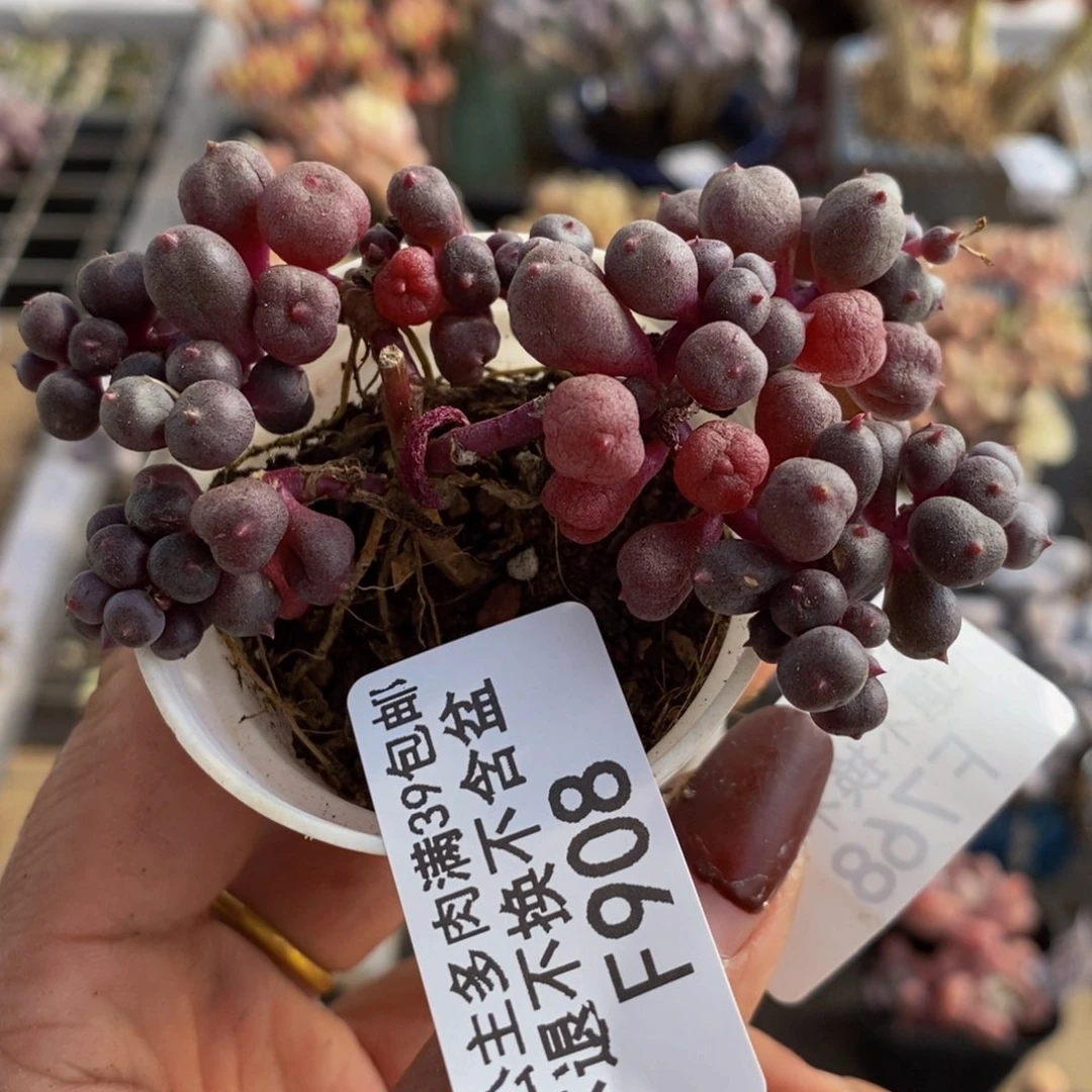 葡萄908/7cm多肉