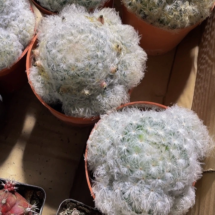 白星群90盆带盆土发