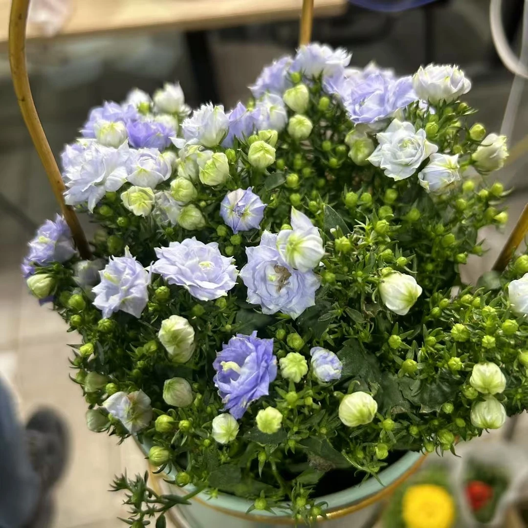 带花带花苞重瓣丹麦风铃