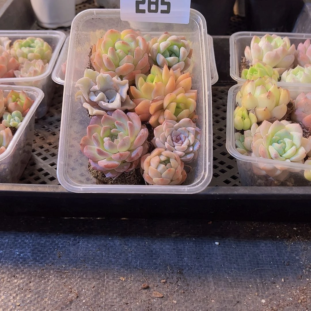 285.拼盘，多肉植物