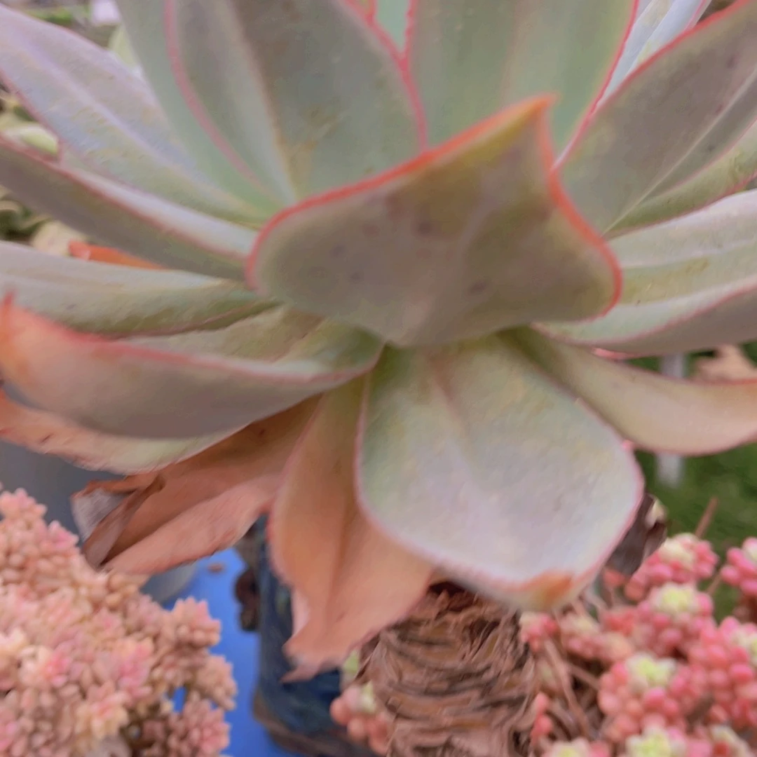 冉*多肉植物保护研究所的