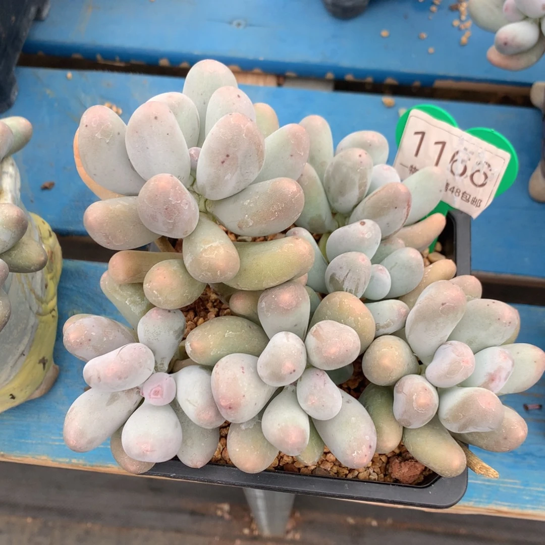 呵***呵米可奶无砍老桩1166