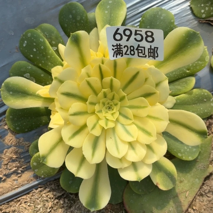 淼*E.  6958雪莲多肉