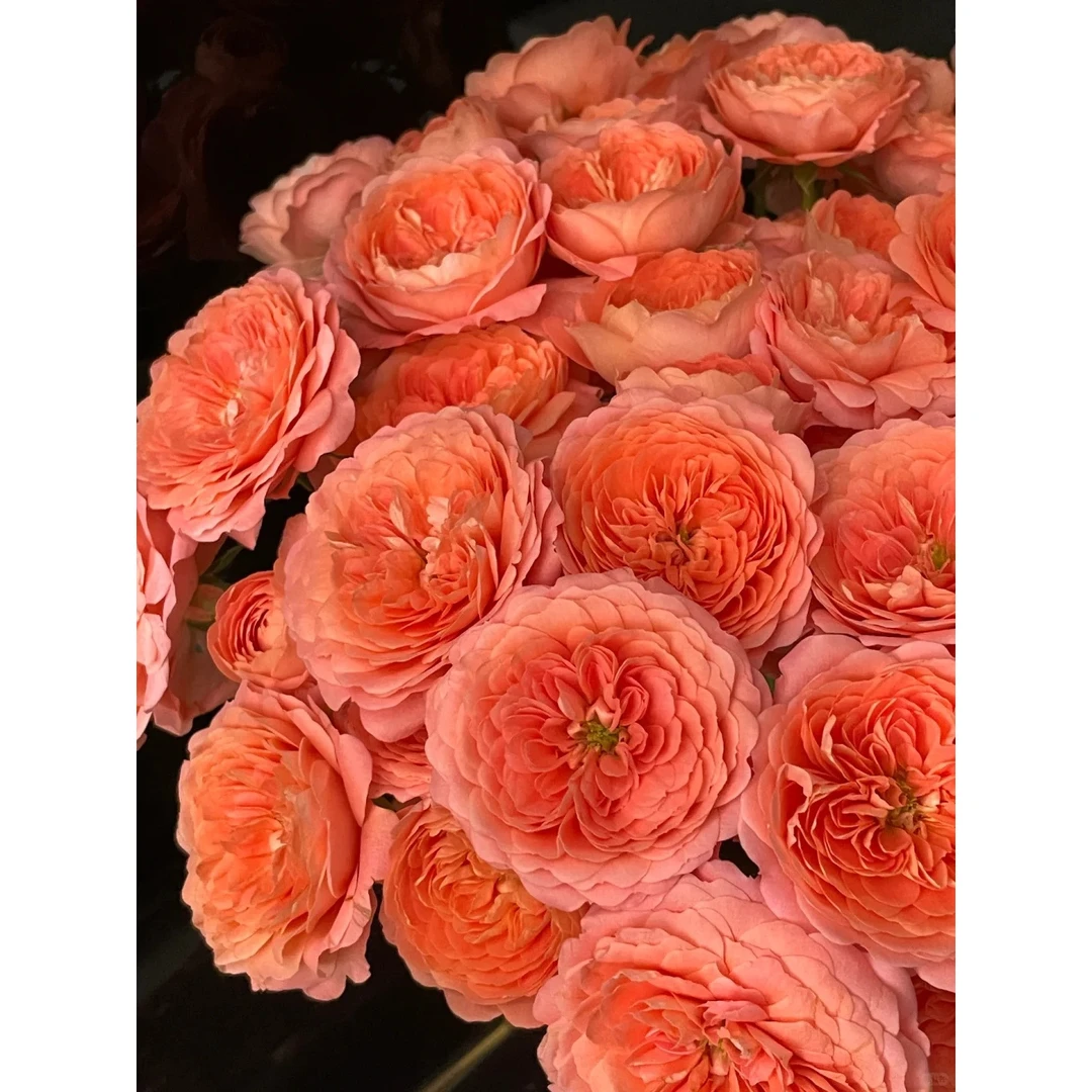 【杏色果汁】多头粉橘色调【5℃以下地区必拍保温棉 不拍冻坏不售后】