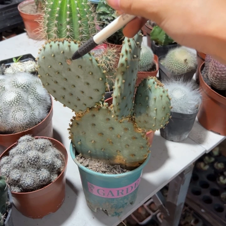 茉****随机应变的过程是什么