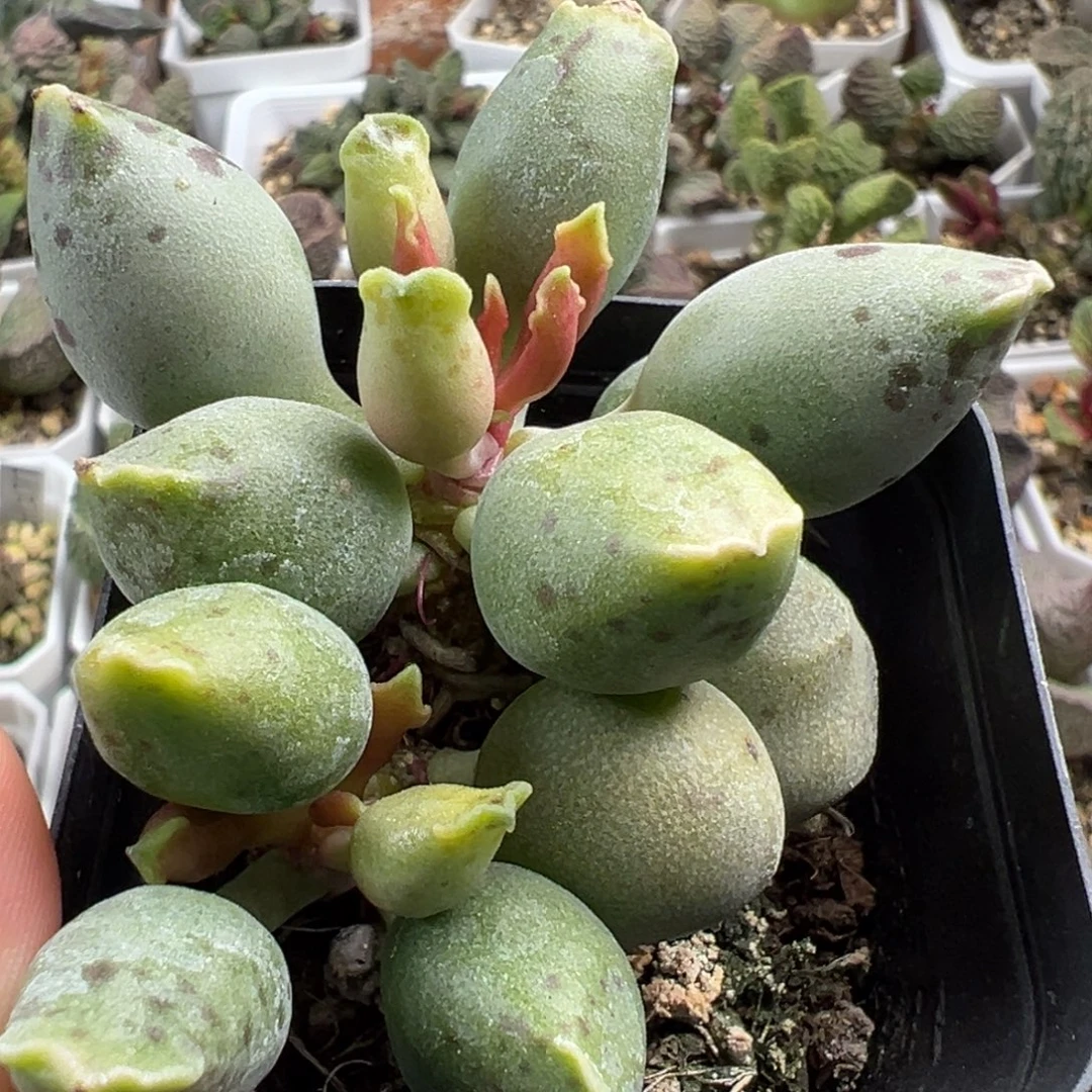 黄金海豹多头纯木质桩多肉植物