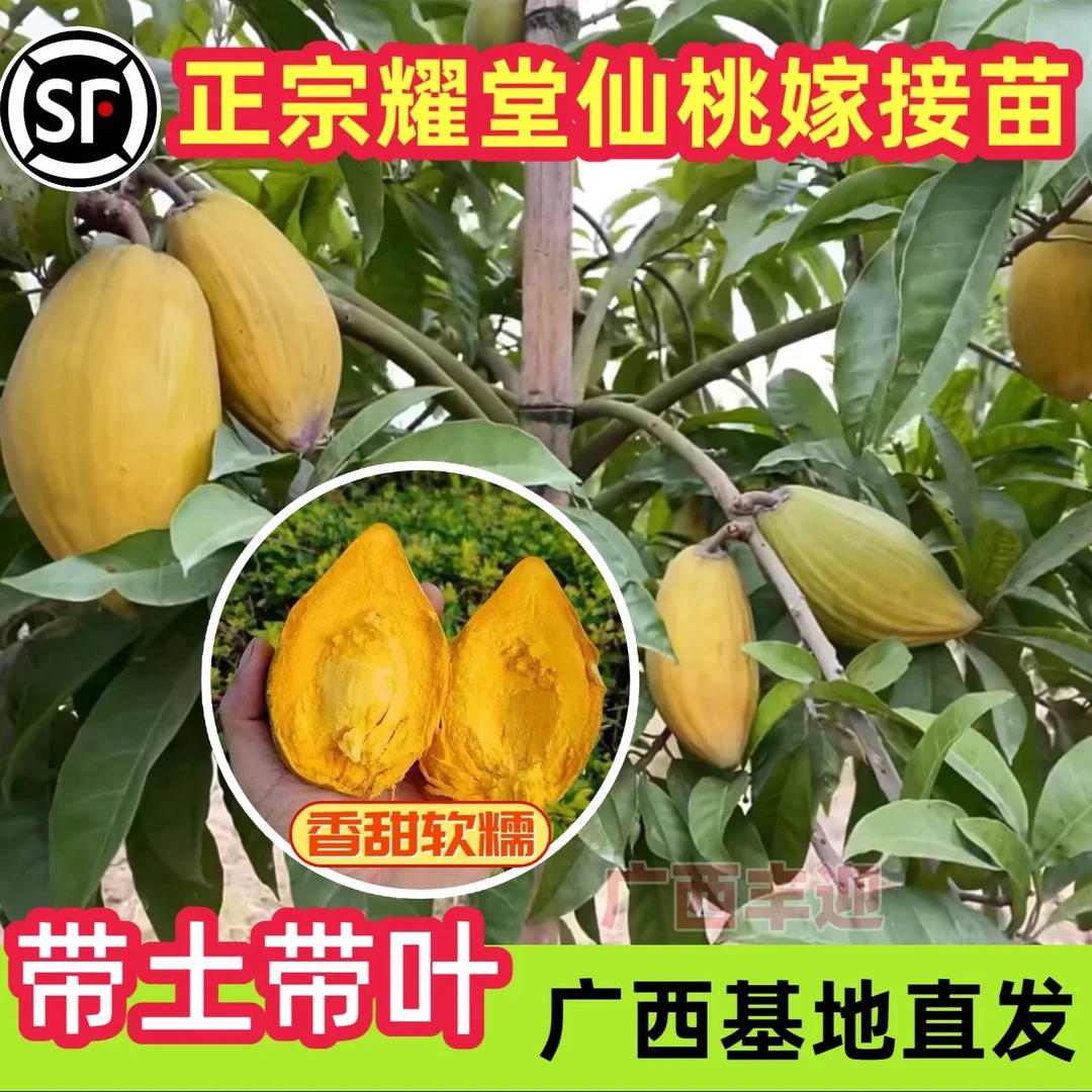 蛋黄果树苗正宗耐寒鸡蛋果树苗原土原杯发货四季种植盆栽当年结果