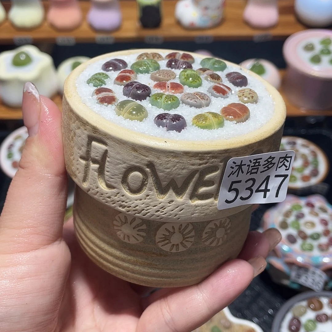 带盆土植物 一物一拍5347