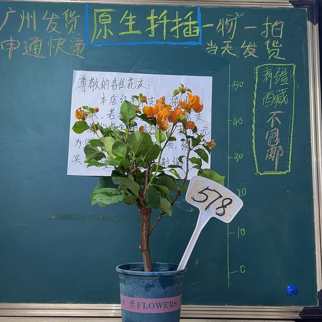当前无花栽培后可以开花 绿叶橙 粗杆 578