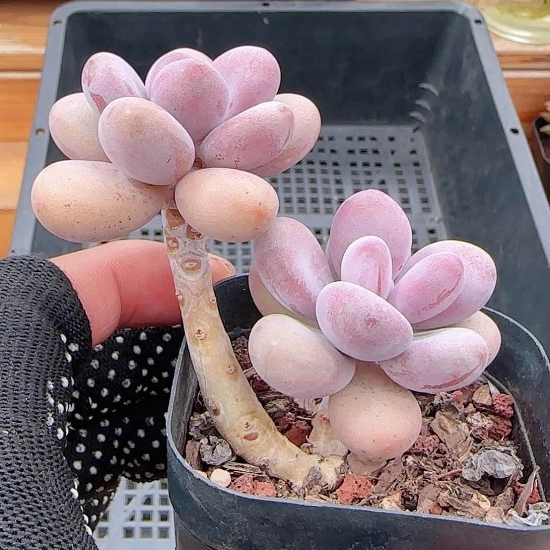 多肉0922--377桃蛋小老桩