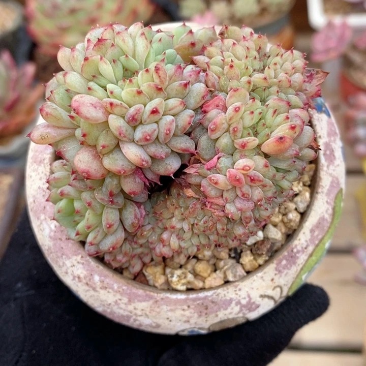 白胖子缀 韩货精品