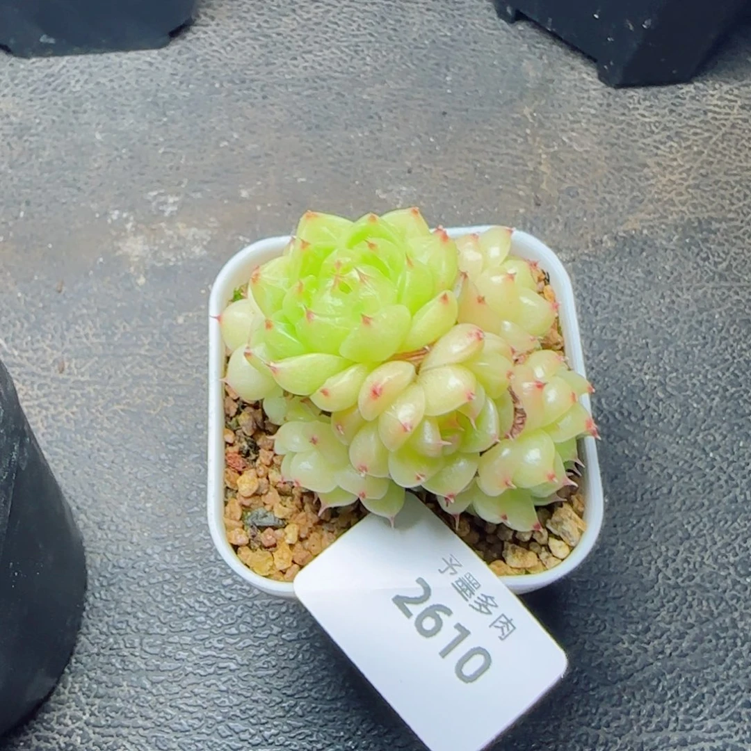 望春风，2610多肉植物