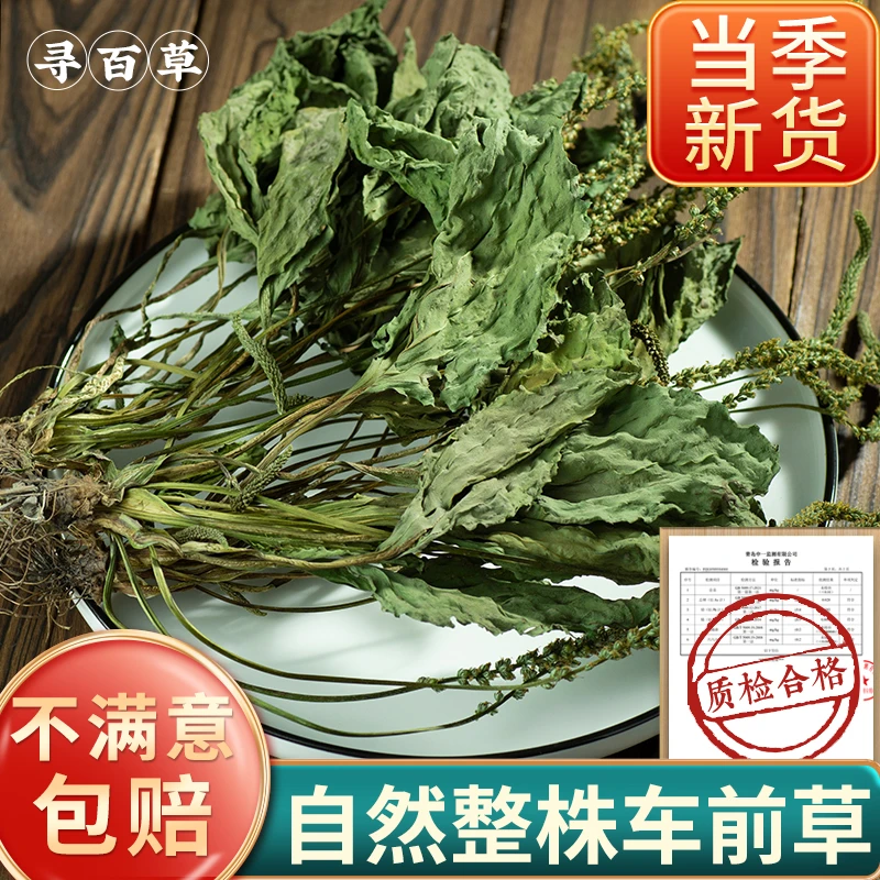 整株车前草新鲜干货自然生长泡茶车轮草蒲公英网红口粮茶