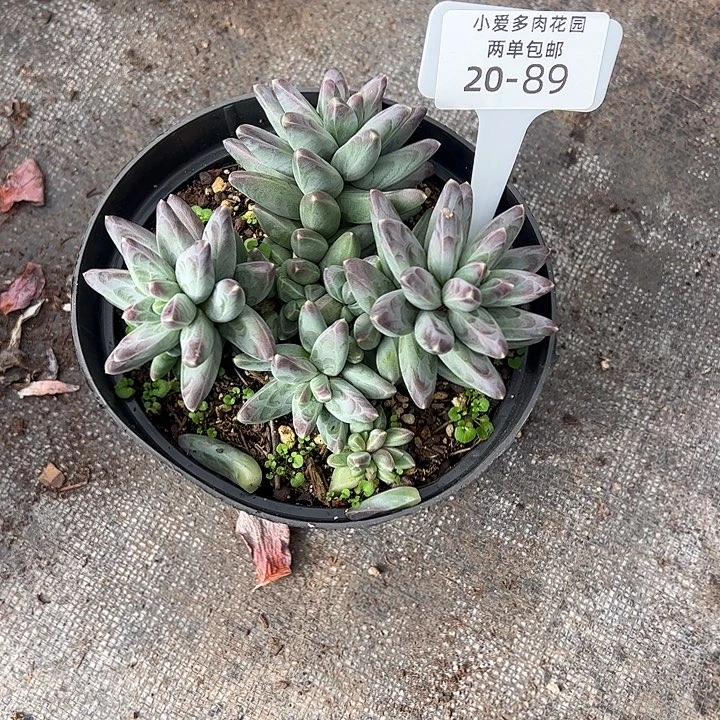 丹***丹多肉植物组合盆栽89