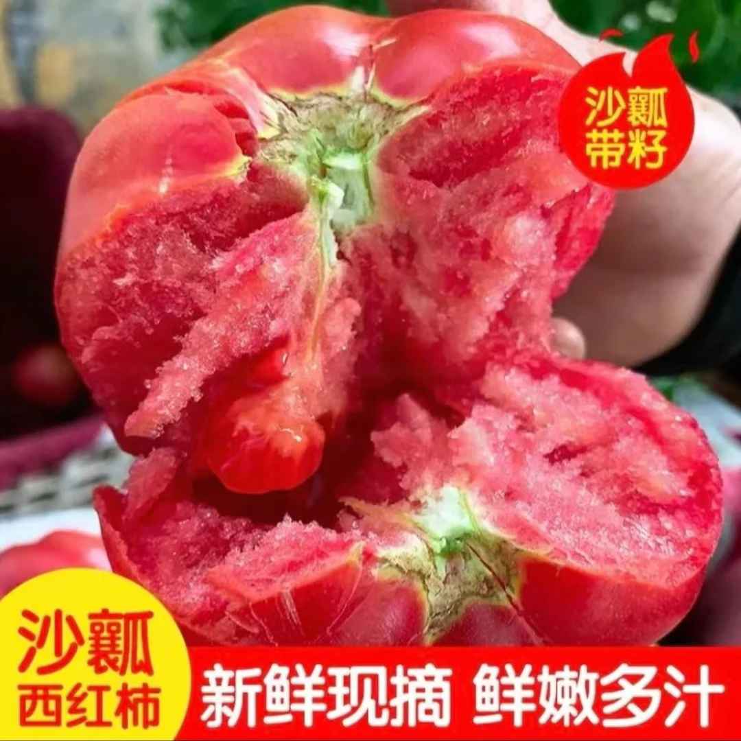 沙瓤西红柿自然熟露天生食番茄酸甜多汁高山蔬菜四川米易新鲜采摘