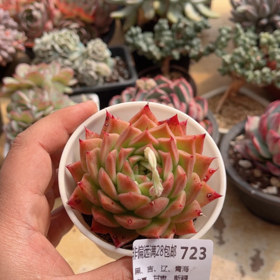 【闪购商品】723蜜蜡