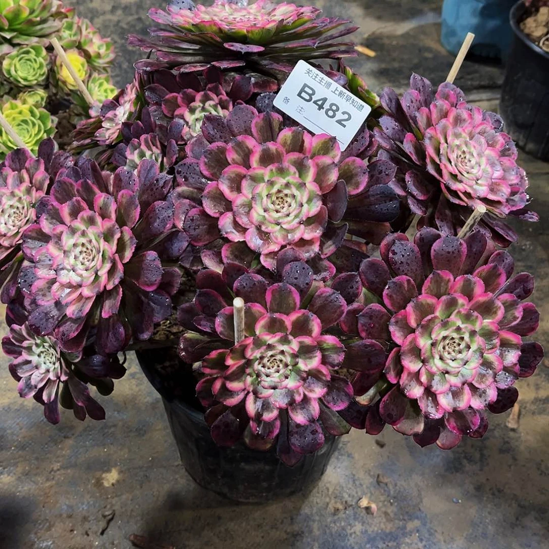 快**天多肉482黑天使法师