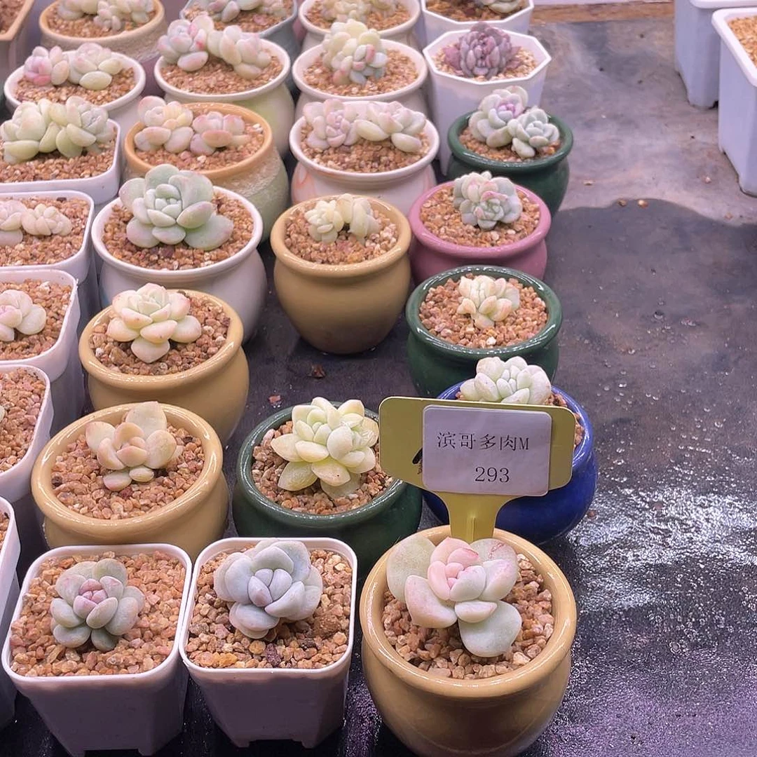 花*滨哥多肉M293冰玉石化赠品换这个