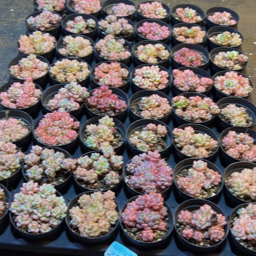 209大热天大风大浪的