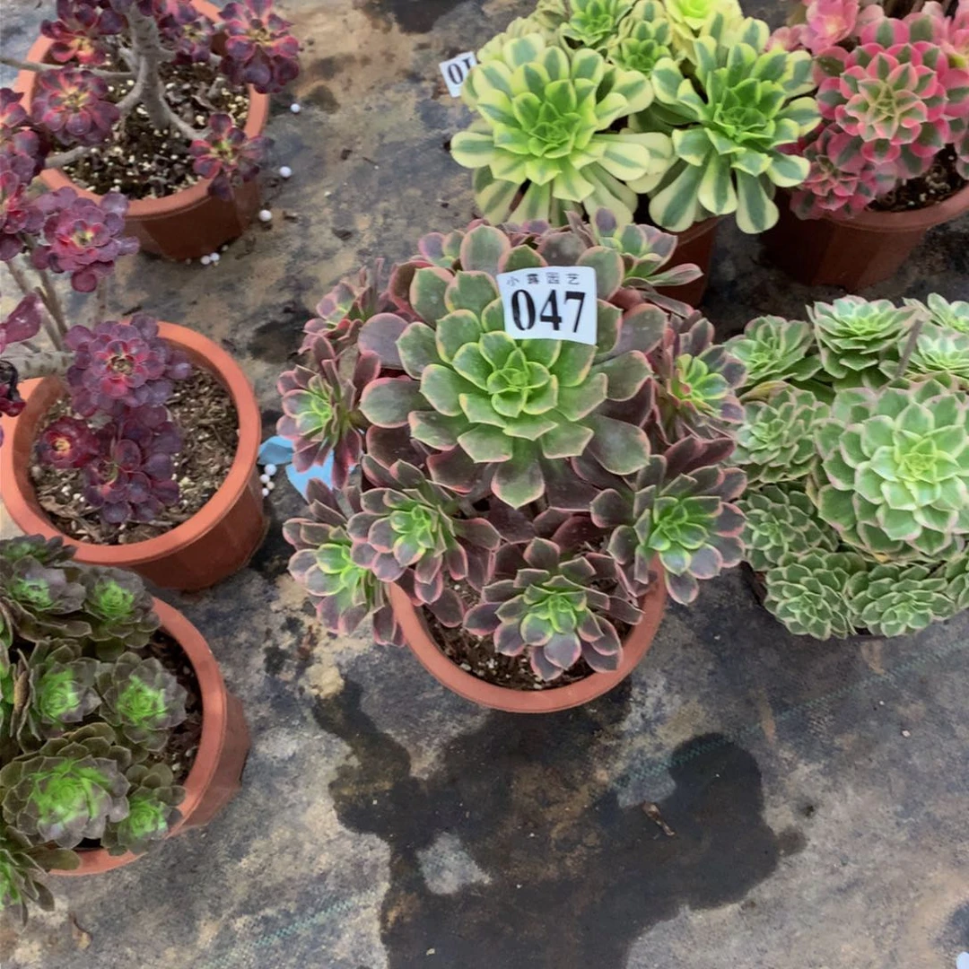 南*多肉植物047多肉888888