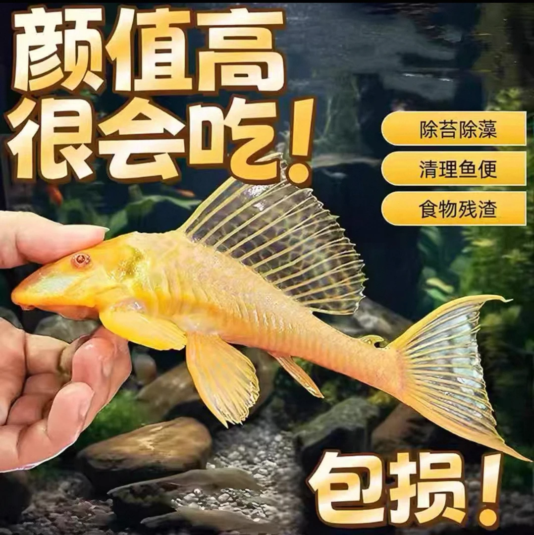 黄金女王大帆红眼清道夫观赏鱼清洁鱼除青苔褐藻不吸鱼耐活配鱼