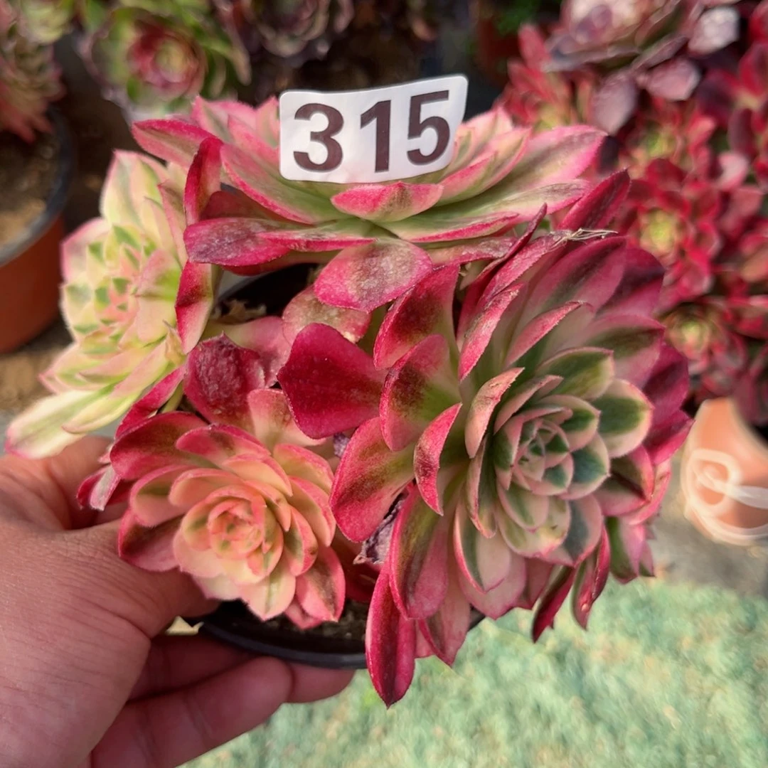 315荔枝法师多肉植物