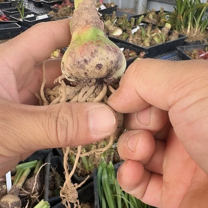 粉重楼朱顶红一棵4.5