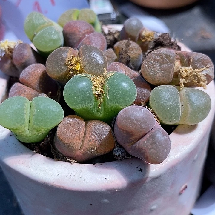 母本风铃混合10颗
