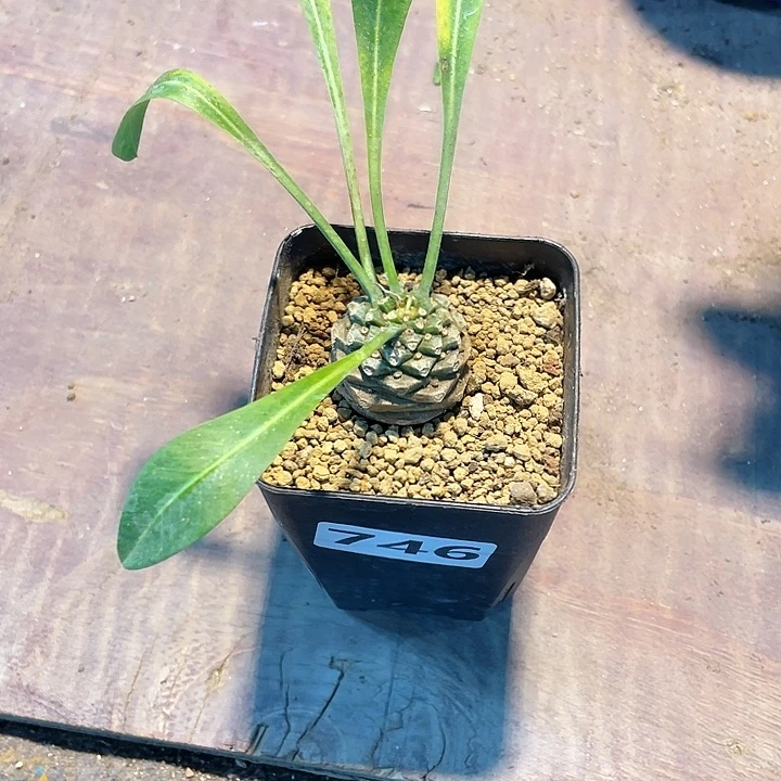 746铁甲丸菠萝球，