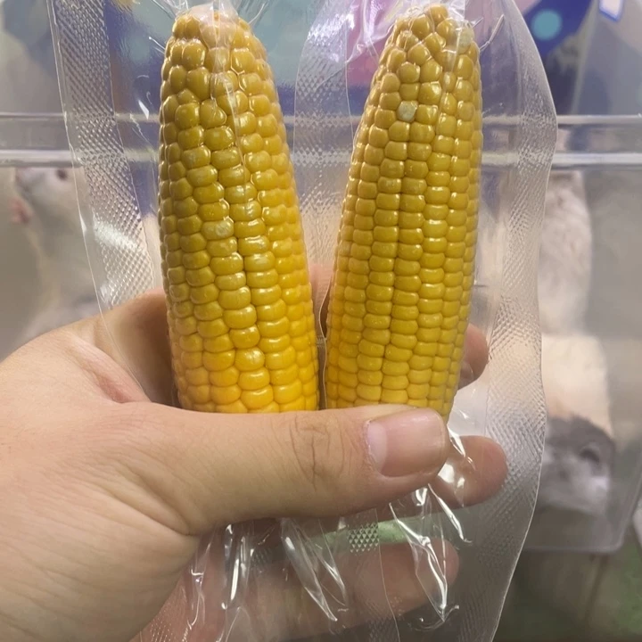 金丝熊磨牙小玉米