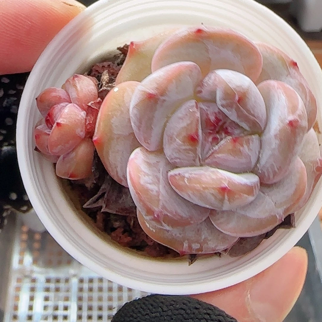 多肉0701-249石榴籽星影