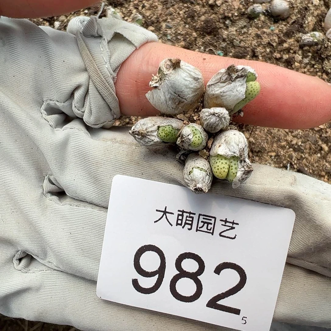 0000982 一物一拍……