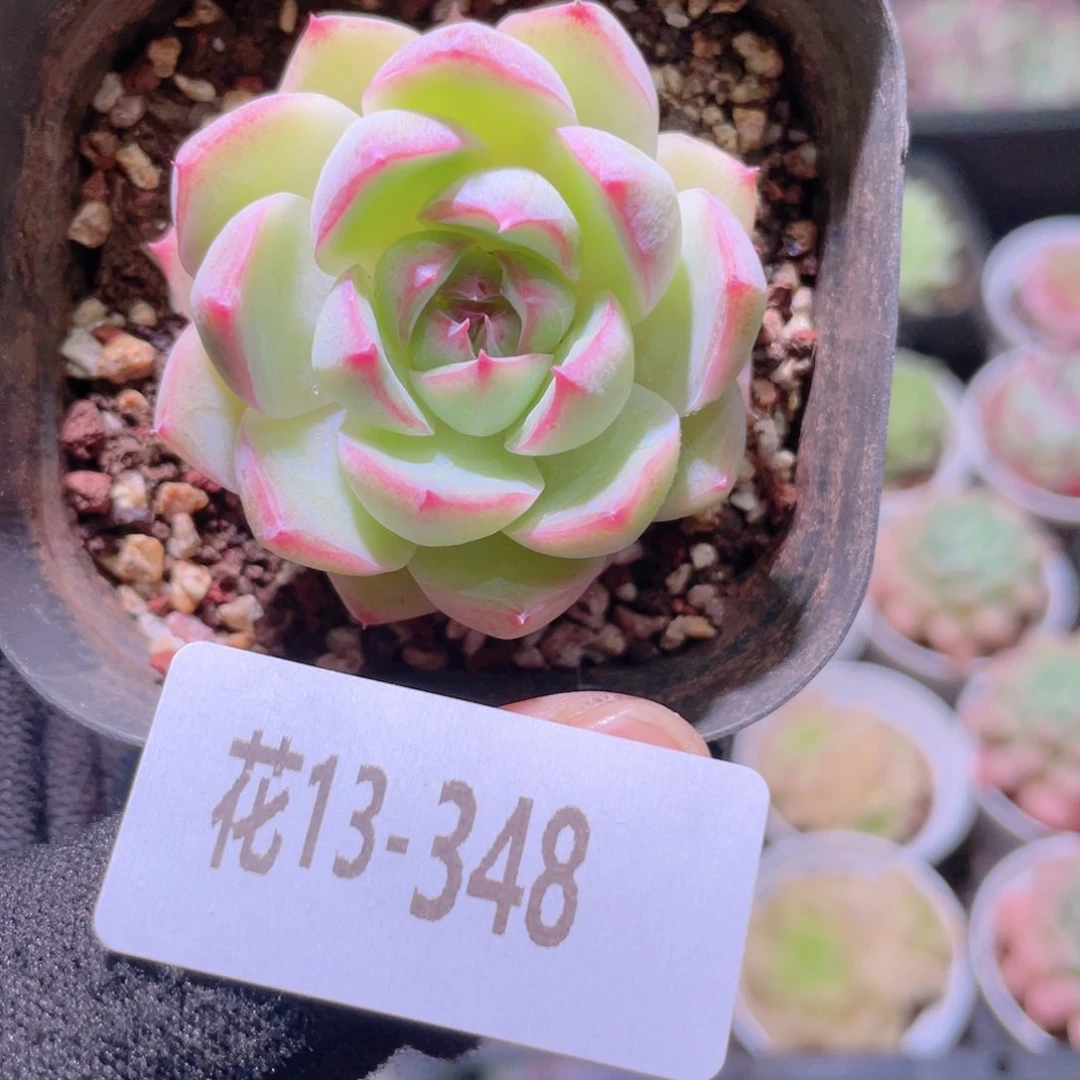 花利美13-348女王