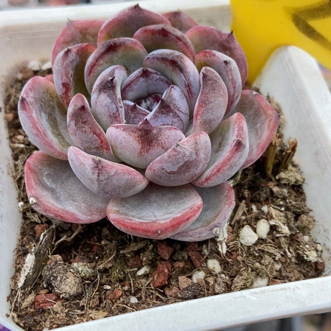 552黑橙多肉植物duorou