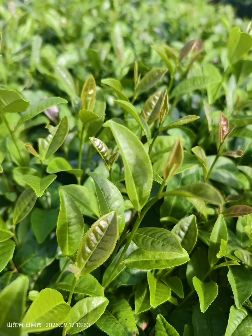 日照绿茶纯正秋茶，醇厚浓郁一芽两三叶口粮茶，核心产区直发