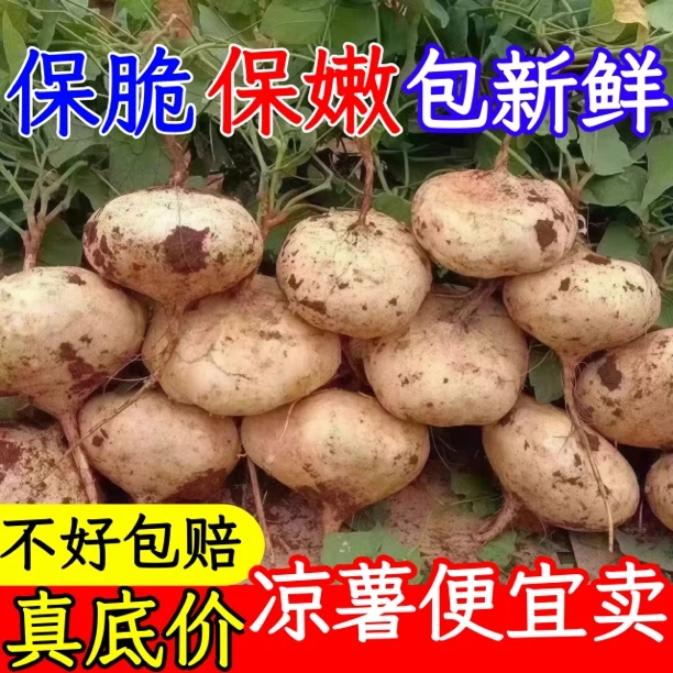 【沙土地萝卜】新鲜凉薯现挖清甜白土瓜农家种植豆薯地萝卜沙葛农播