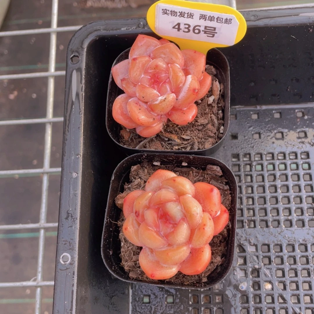 436号 全状态糖心大白兔两个