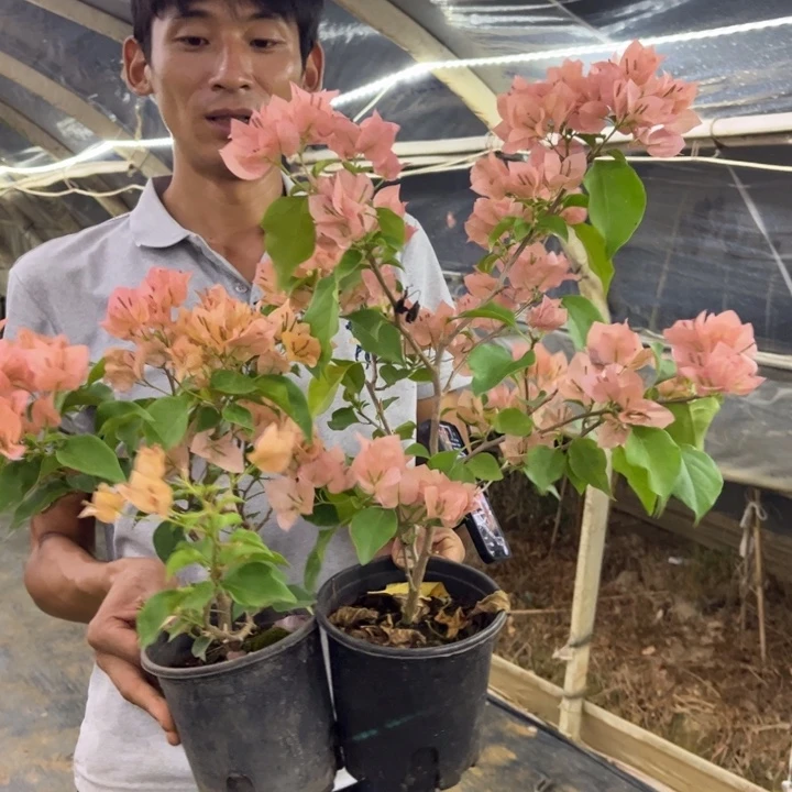 完全开放（绿叶马斯）三角梅会落花落叶会光杆苗有大有小