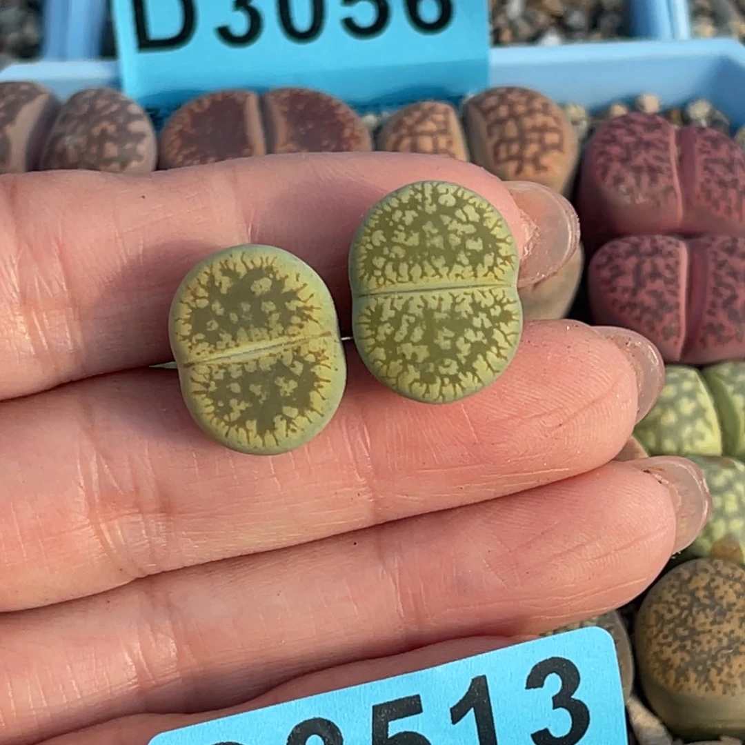 刚***子3513绿流水两颗。