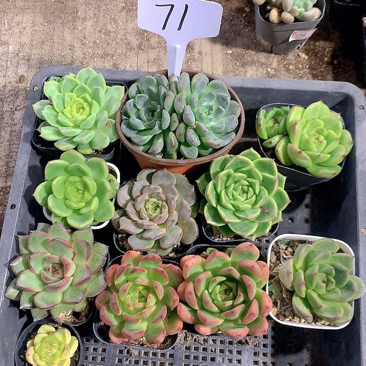 71号多肉植物园艺